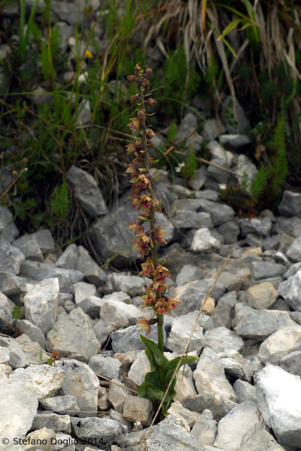 Epipactis helleborine e E. atrorubens